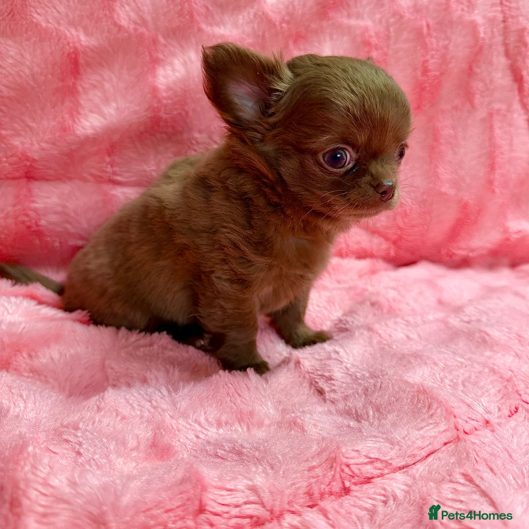 Chihuahua dogs for sale: Chihuahua girls  - Advert 9