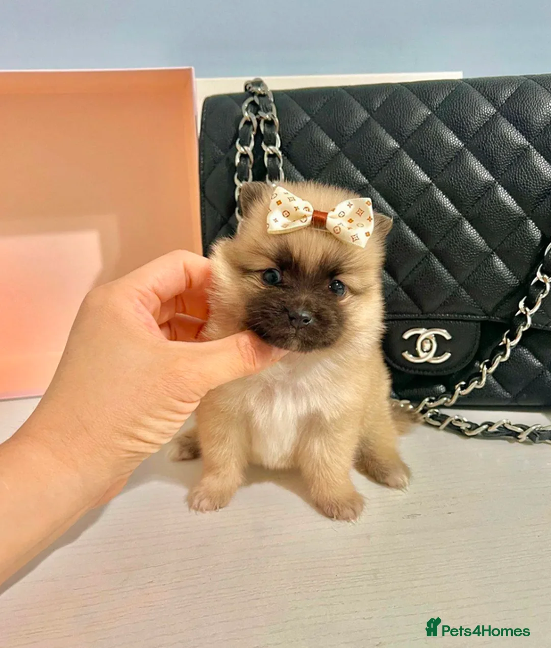 Pomeranian dogs for sale: 3 Pomeranian  Puppies – Ready for New Family. in Cambridge - Advert 10