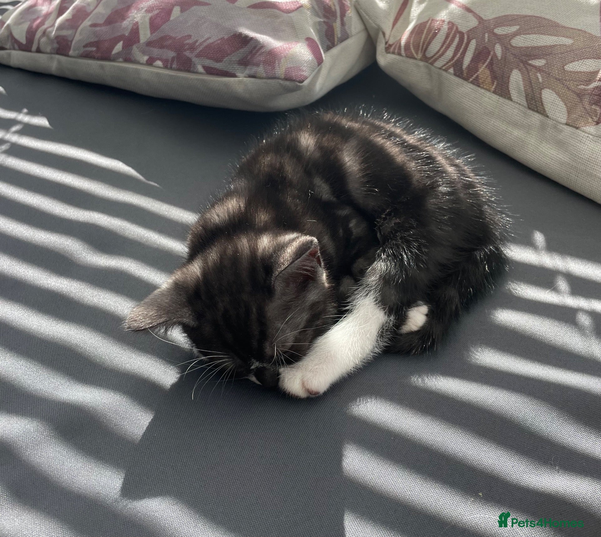 Mixed Breed cats Lovely tabby (Mario) - Advert 16