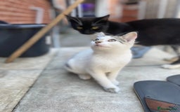 Domestic Shorthair cats for sale: Kittens ready for Their forever home 🐾  - Image 5