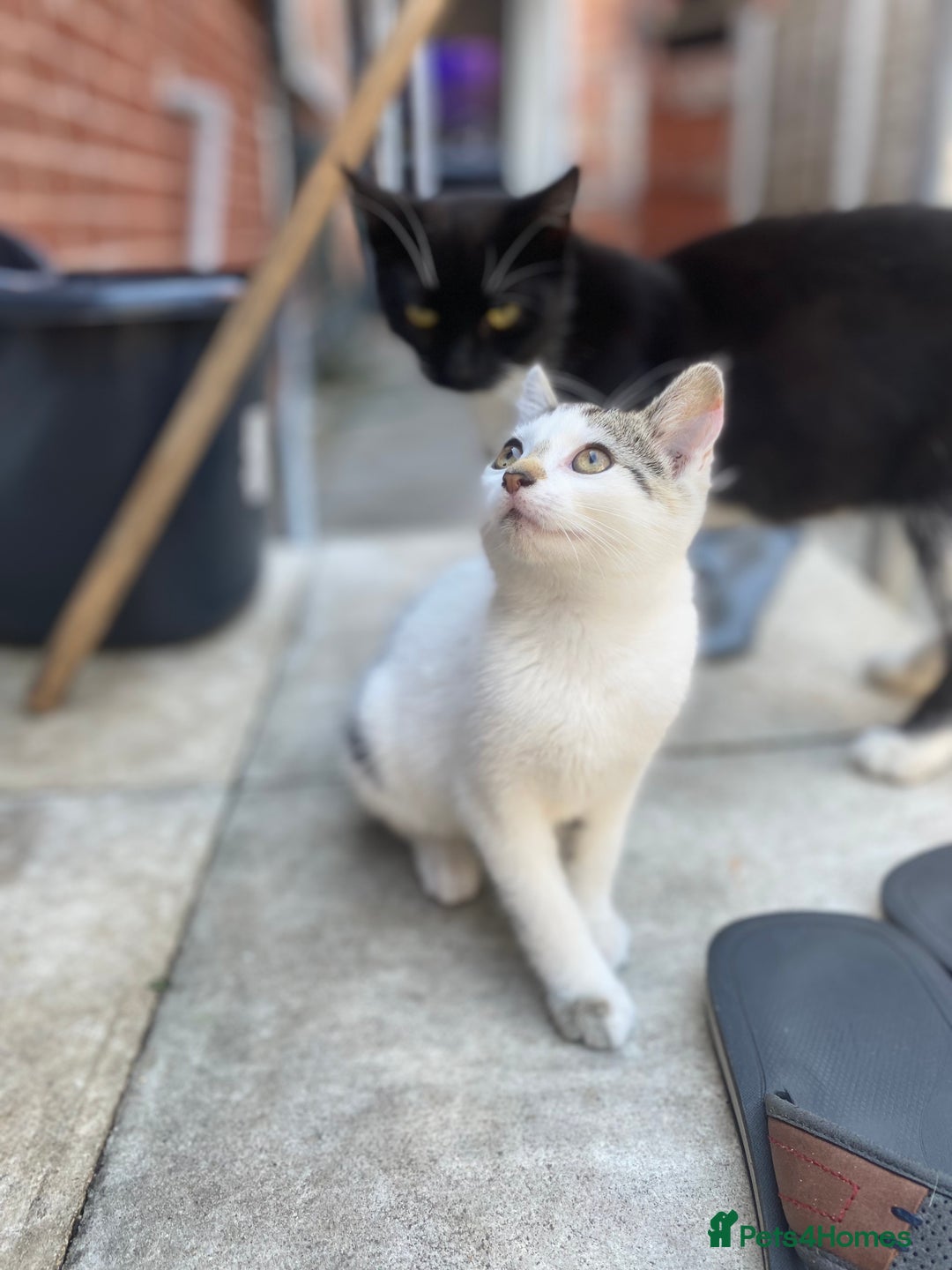 Domestic Shorthair cats for sale: Kittens ready for Their forever home 🐾  - Image 5