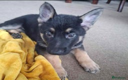 German Shepherd dogs for sale: BEAUTIFUL GERMAN SHEPHERD PUPS READY NOW - Image 22