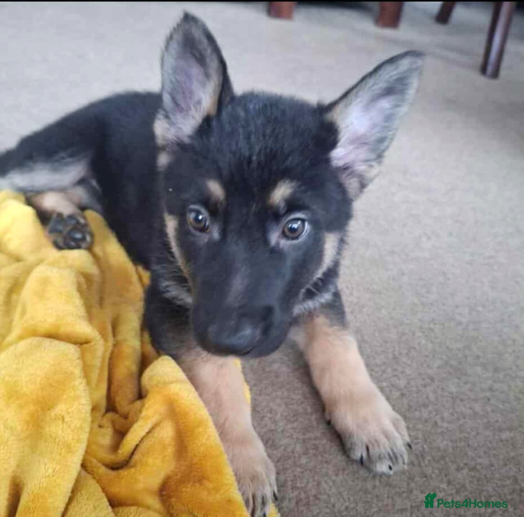 German Shepherd dogs for sale: BEAUTIFUL GERMAN SHEPHERD PUPS READY NOW - Image 22