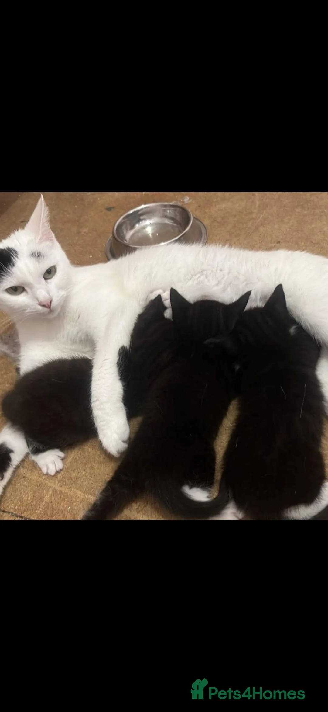 Mixed Breed cats for sale: 3 lovely kittens available - Advert 1