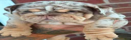 English Bulldog dogs for sale: Chocolate Merle boy outstanding bloodlines  - Advert 5