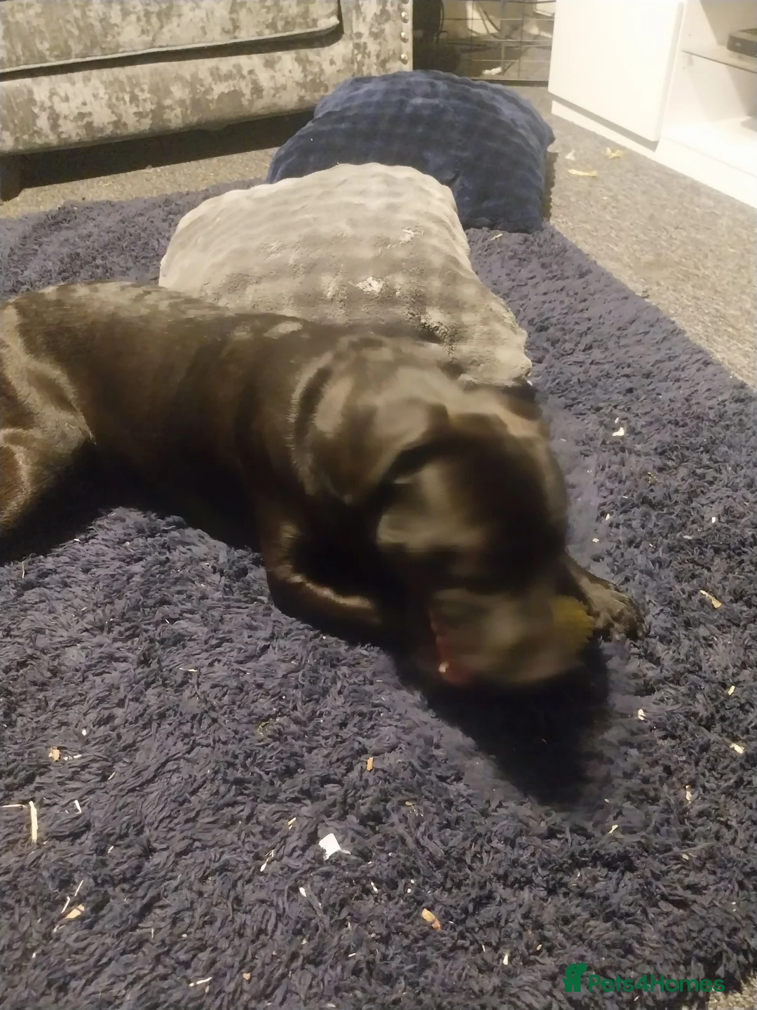 Mixed Breed dogs for sale: 7 month old Vinny in Liverpool - Advert 2
