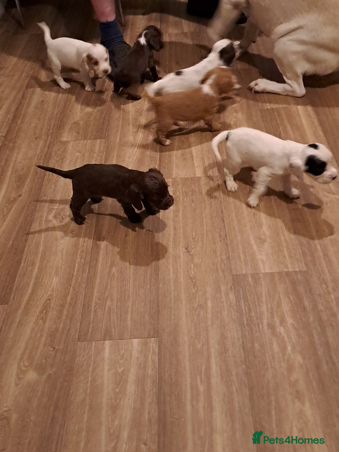Cocker Spaniel dogs for sale: Cocker spaniel pups - Advert 11