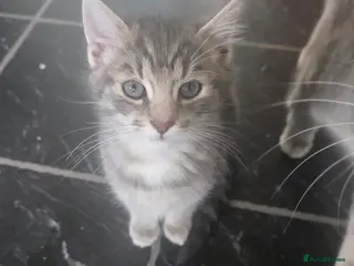 Mixed Breed cats GREY MIXED TABBY - only red boy left - Advert 15