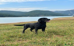 Labrador Retriever dogs for sale: WAITLIST CHAMPION KC BLACK & REDS - 5 STAR LICENSE - Image 4