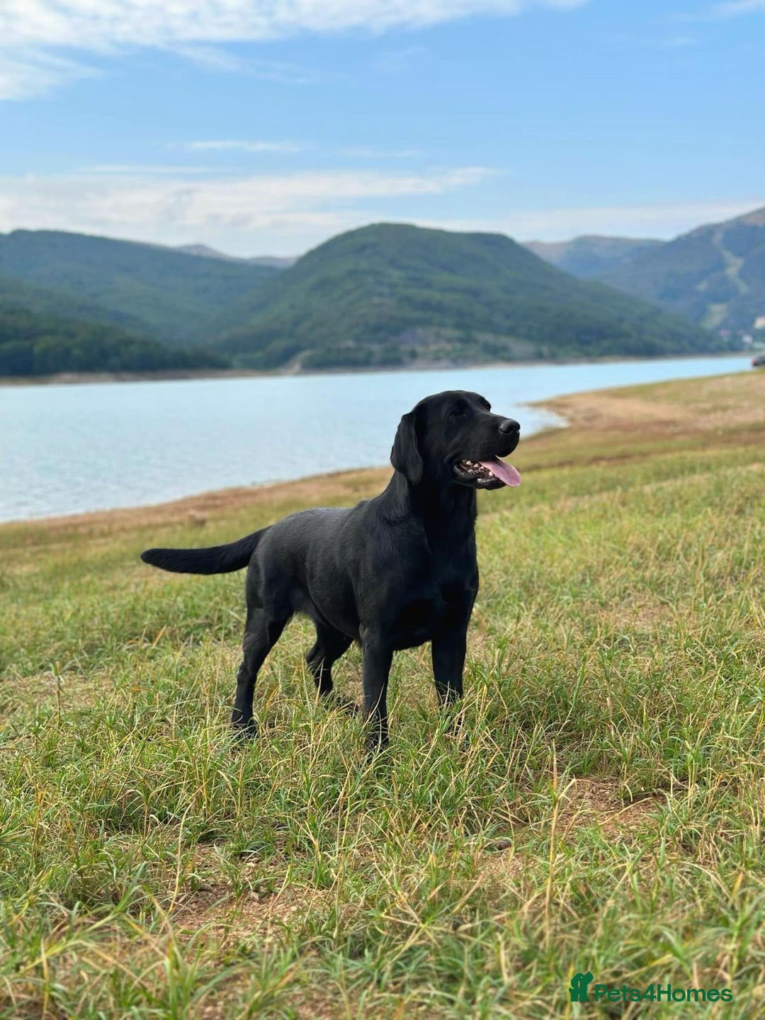 Labrador Retriever dogs for sale: WAITLIST CHAMPION KC BLACK & REDS - 5 STAR LICENSE - Image 4
