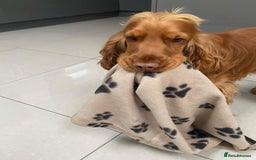 Cocker Spaniel dogs for sale: Gloden show cocker spaniel boy - Advert 5