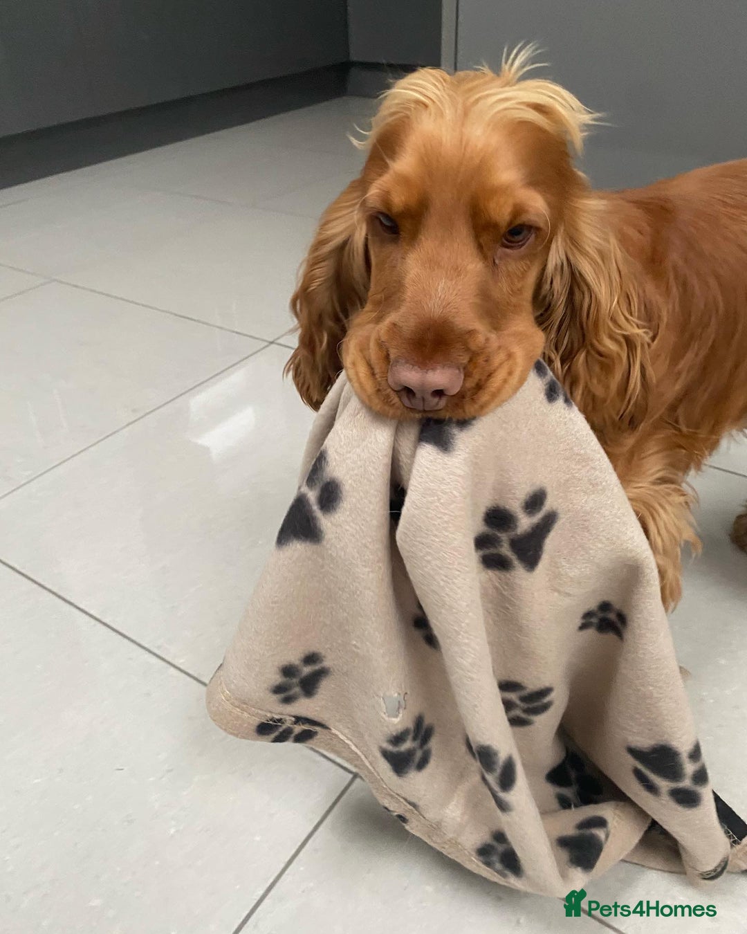 Cocker Spaniel dogs for sale: Gloden show cocker spaniel boy - Advert 5