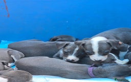 Mixed Breed dogs for sale: Italian Greyhound x Whippet puppies - Image 18