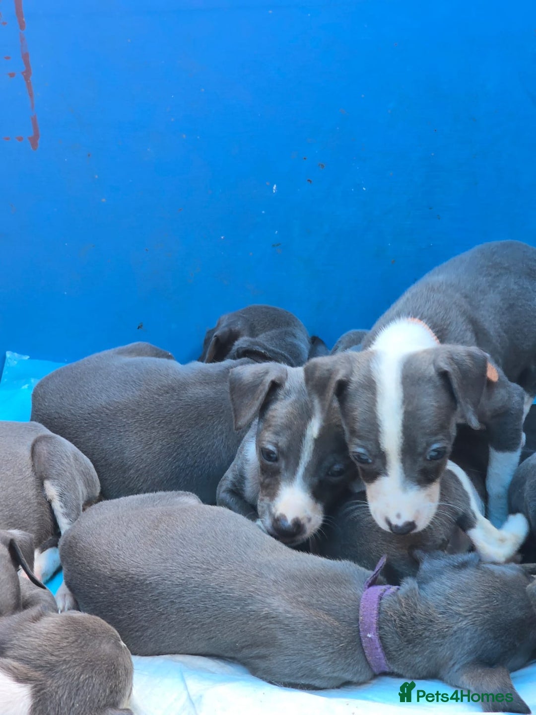 Mixed Breed dogs for sale: Italian Greyhound x Whippet puppies - Image 18