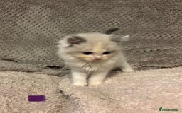 Ragdoll cats for sale: Ragdoll Kittens - Advert 9