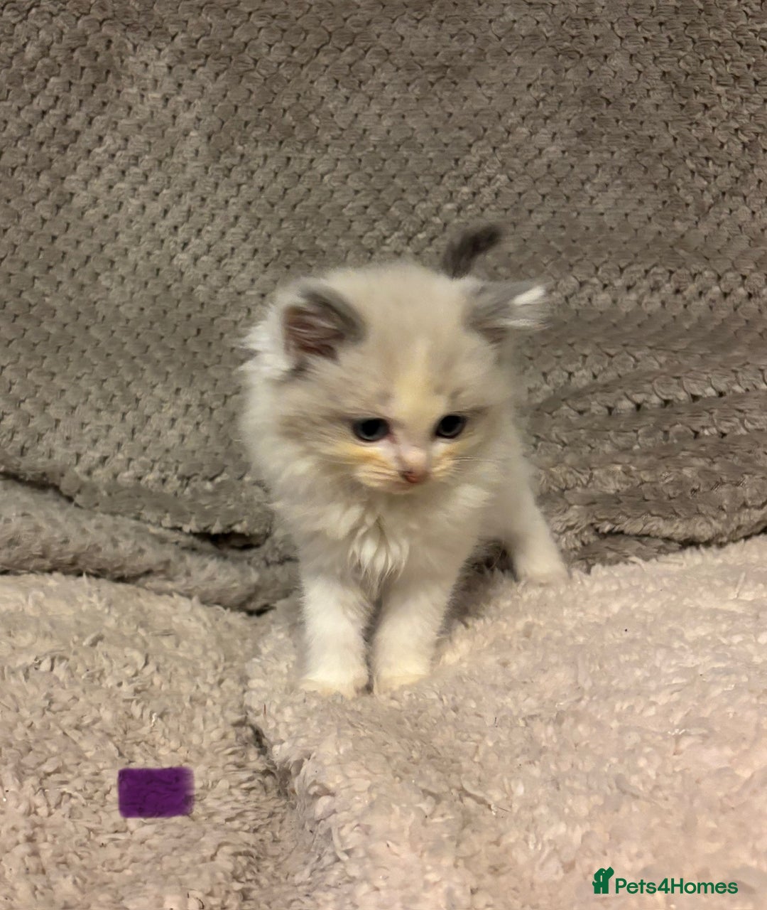 Ragdoll cats for sale: Ragdoll Kittens - Advert 9