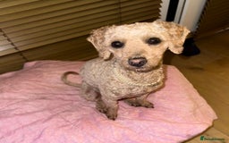 Mixed Breed dogs for sale: Beautiful 16 month apricot Cavapoochon - Advert 2