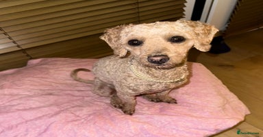 Mixed Breed dogs Beautiful 16 month apricot Cavapoochon - Advert 5