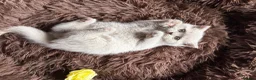 British Shorthair cats for sale: Real British Shorthair Kittens  - Advert 8