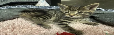 Domestic Shorthair Kitten 2