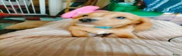Cockapoo dogs for sale: 5 beautiful cockapoo puppies  - Advert 25