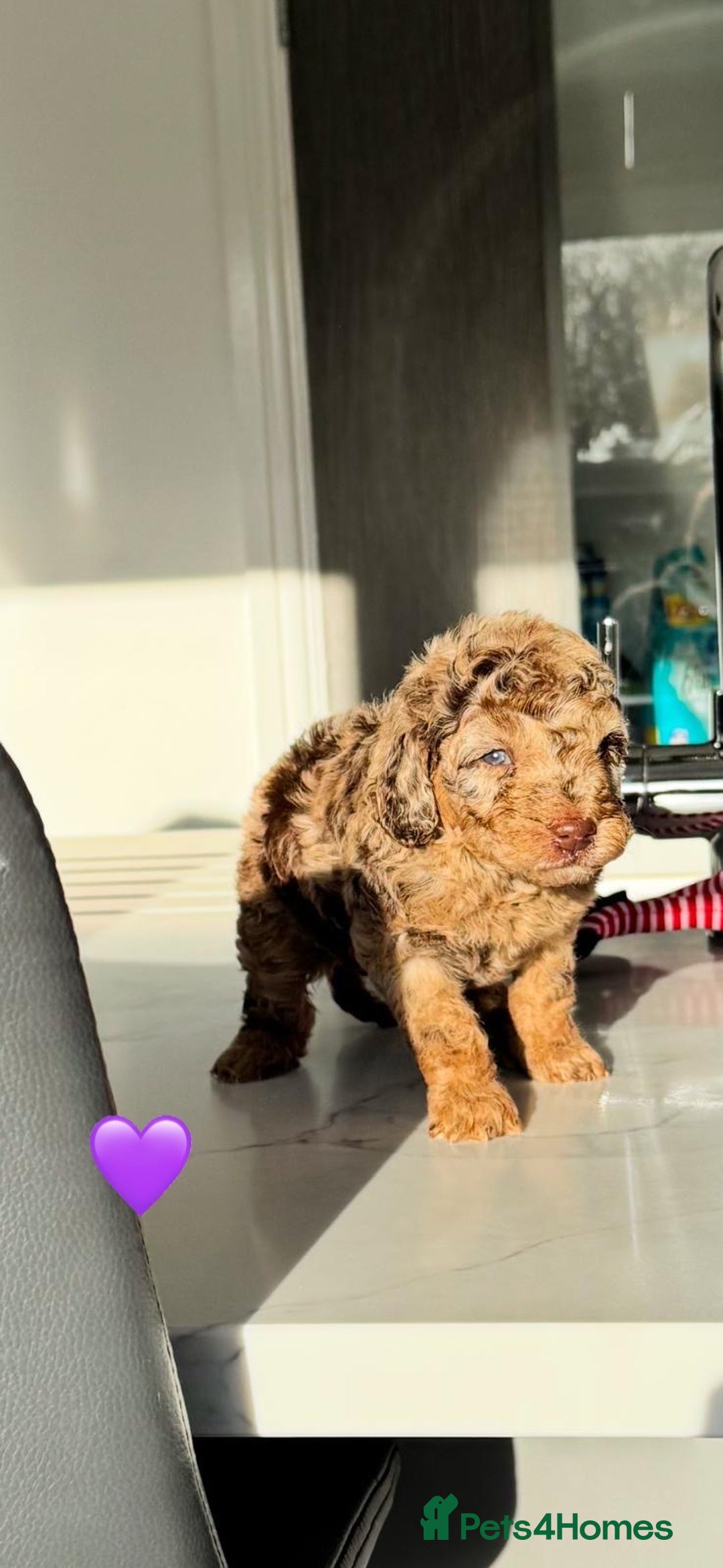 Cockapoo dogs for sale: Gorgeous Chocolate Cockapoo litter  - Advert 12