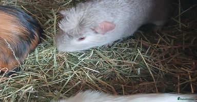 Guinea Pig rodents in Crook - Advert 4