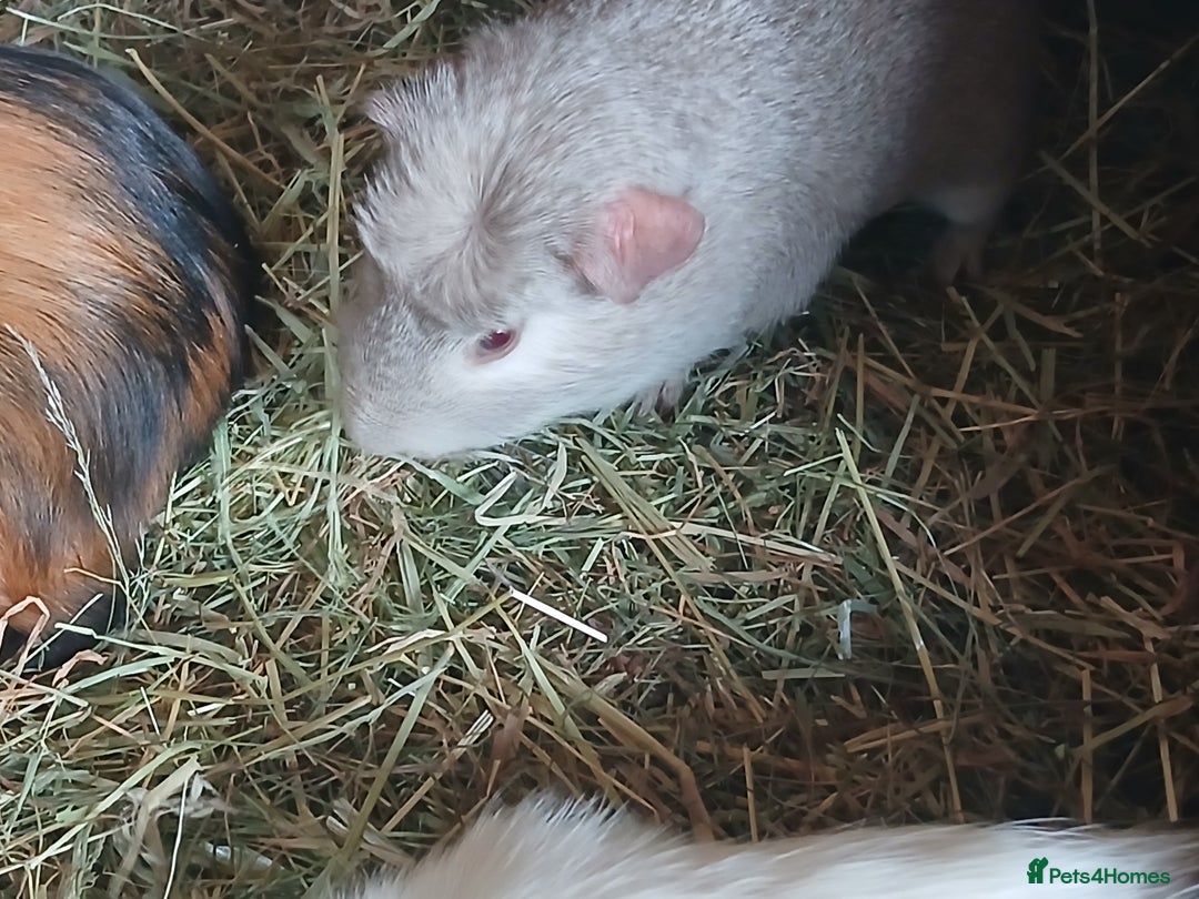 Guinea Pig rodents for sale: Sow Guinea Pigs  in Crook - Image 2