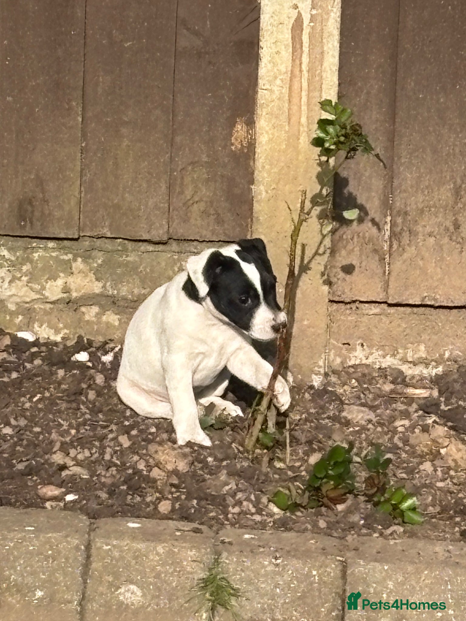 Jack Russell dogs Beautiful small Jack Russell bitches - Advert 2