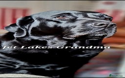 Labrador Retriever dogs for sale: 💫Stunning chocolate and black labrador pups 💫 - Image 24