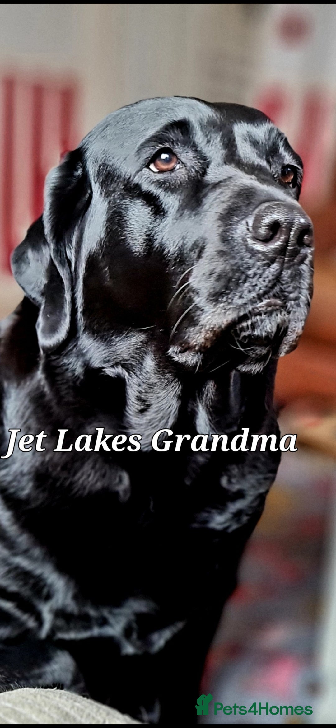 Labrador Retriever dogs for sale: 💫Stunning chocolate and black labrador pups 💫 - Image 24