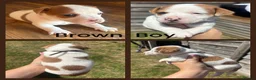 Jack Russell dogs for sale: Beautiful Tiny Full Jack Russell puppies  - Advert 9