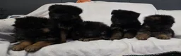 German Shepherd dogs for sale: Gorgeous German Shepherd Puppies For Sale - Advert 18