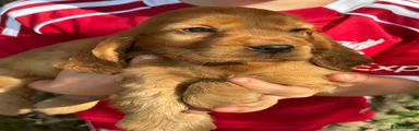 Cocker Spaniel 6