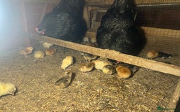 Chickens poultry for sale: 2 mum and 28 chicks for sale  - Image 6