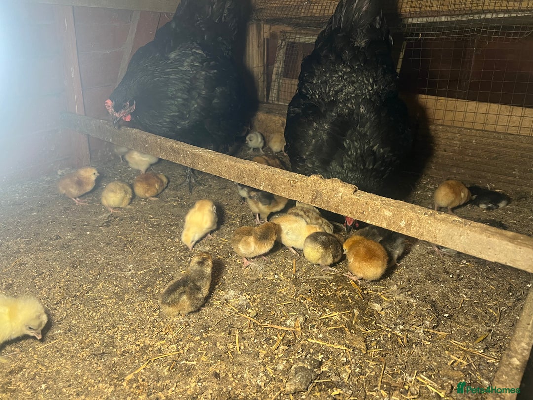 Chickens poultry for sale: 2 mum and 28 chicks for sale  - Image 6