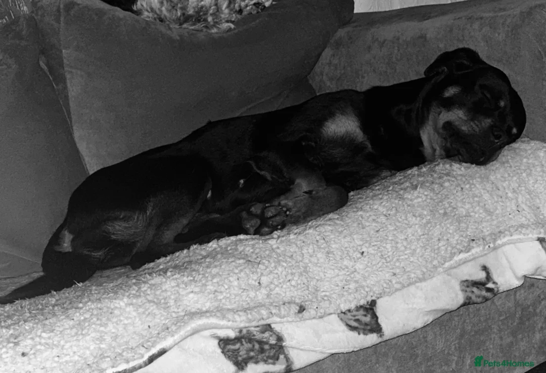 Rottweiler dogs for sale: 9 CHUNKY ROTTWEILER PUPPIES FOR SALE  in Barnsley - Advert 20