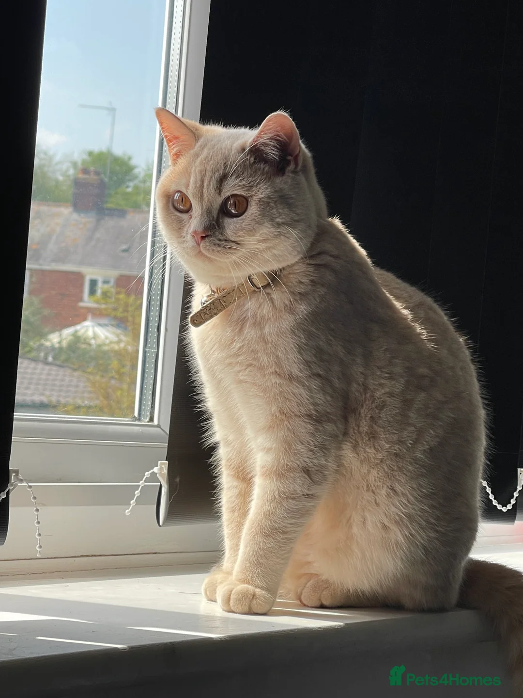 British Shorthair cats for sale: British shorthair for sale - Advert 1