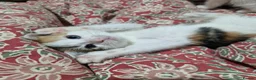 Mixed Breed cats for sale: 6 beautiful kittens ready for new homes - Advert 16