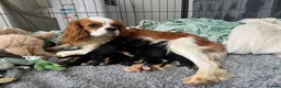 Mixed Breed dogs for sale: King Schnauzer (Cavalier, Cross mini Schauzer)  - Advert 4
