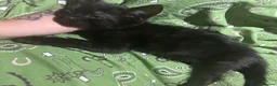 Mixed Breed cats for sale: Beautiful black male kitten, 8 weeks old  in Doncaster - Advert 3