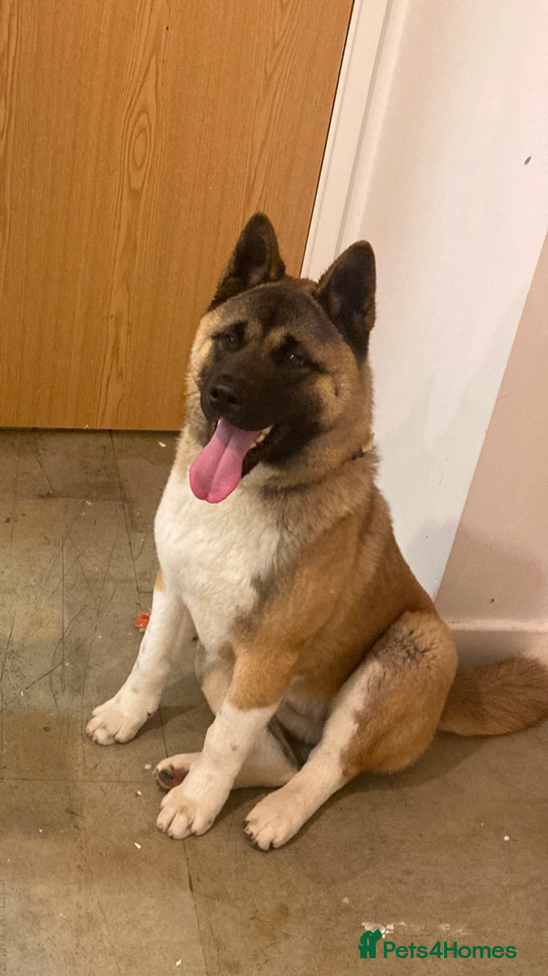 Akita dogs for sale: American Akita puppies - Advert 2