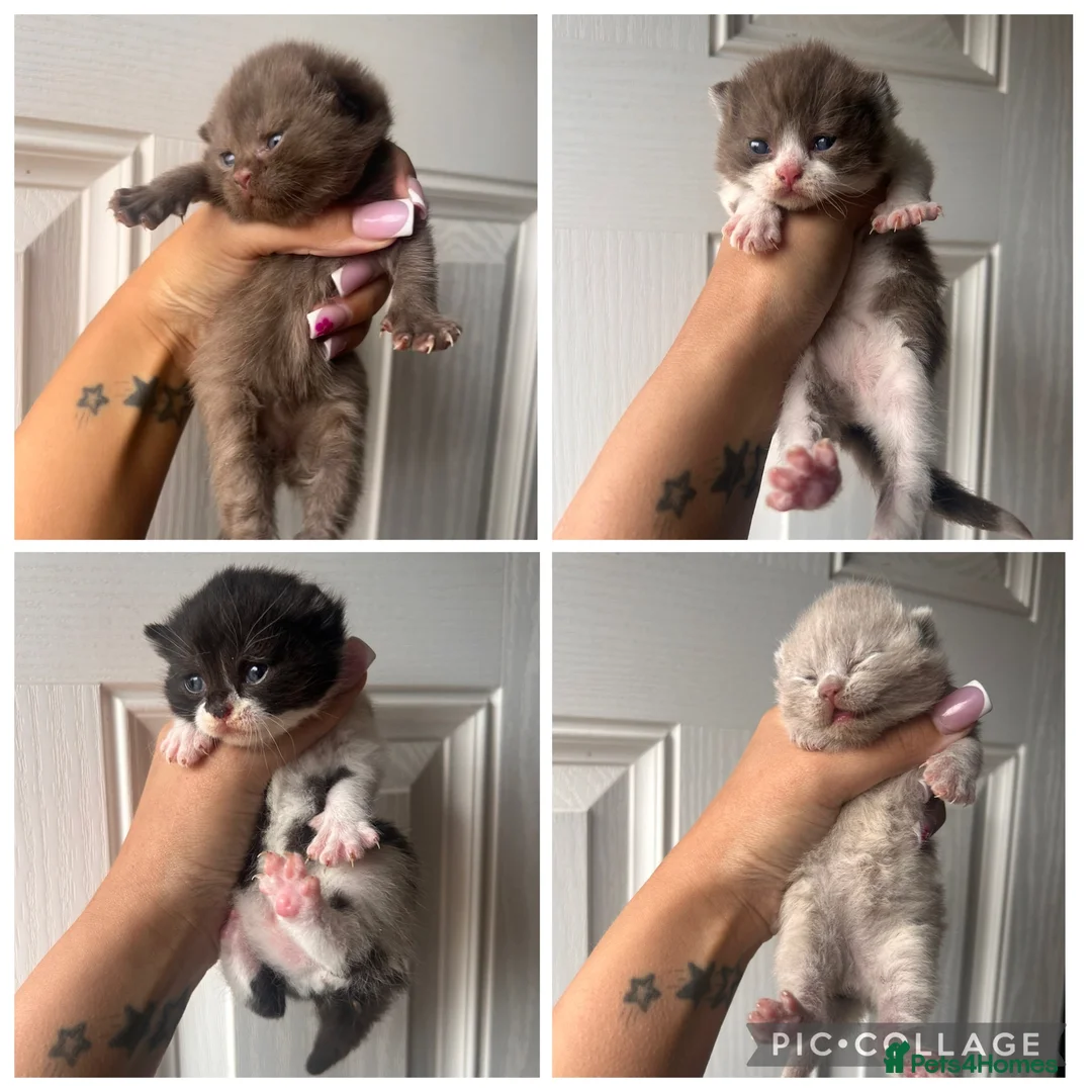 British Shorthair cats for sale: Beautiful bsh kittens  - Advert 1