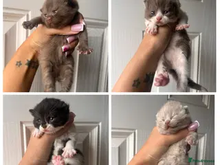 British Shorthair cats Beautiful bsh kittens - Advert 1