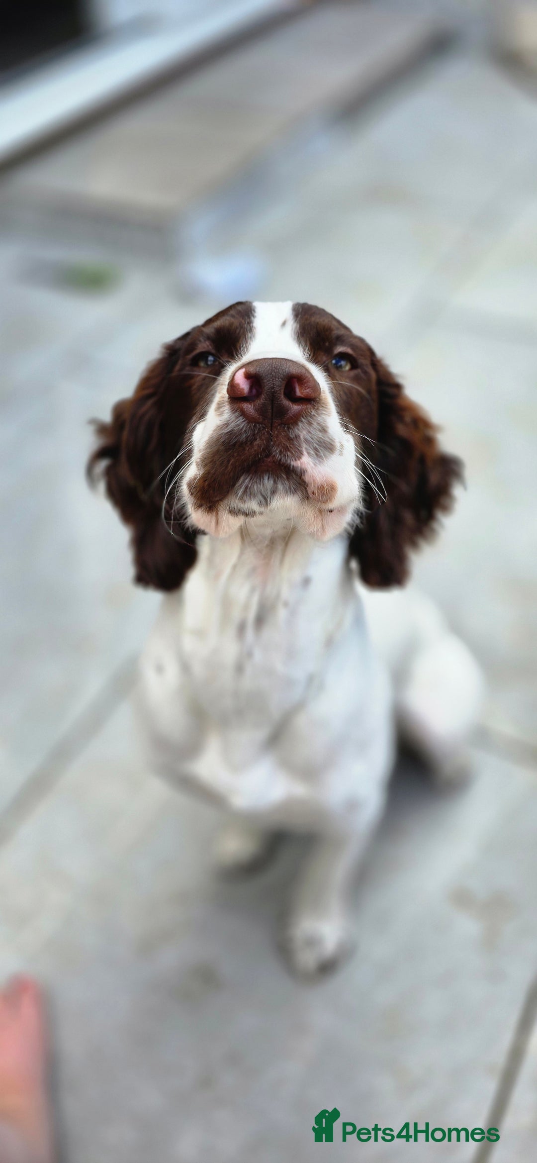 Sprocker dogs for stud: Sprocker Ralph - Advert 9