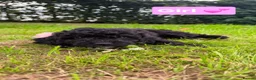 Cavapoo dogs for sale: F2 Cavapoo puppies - Advert 4