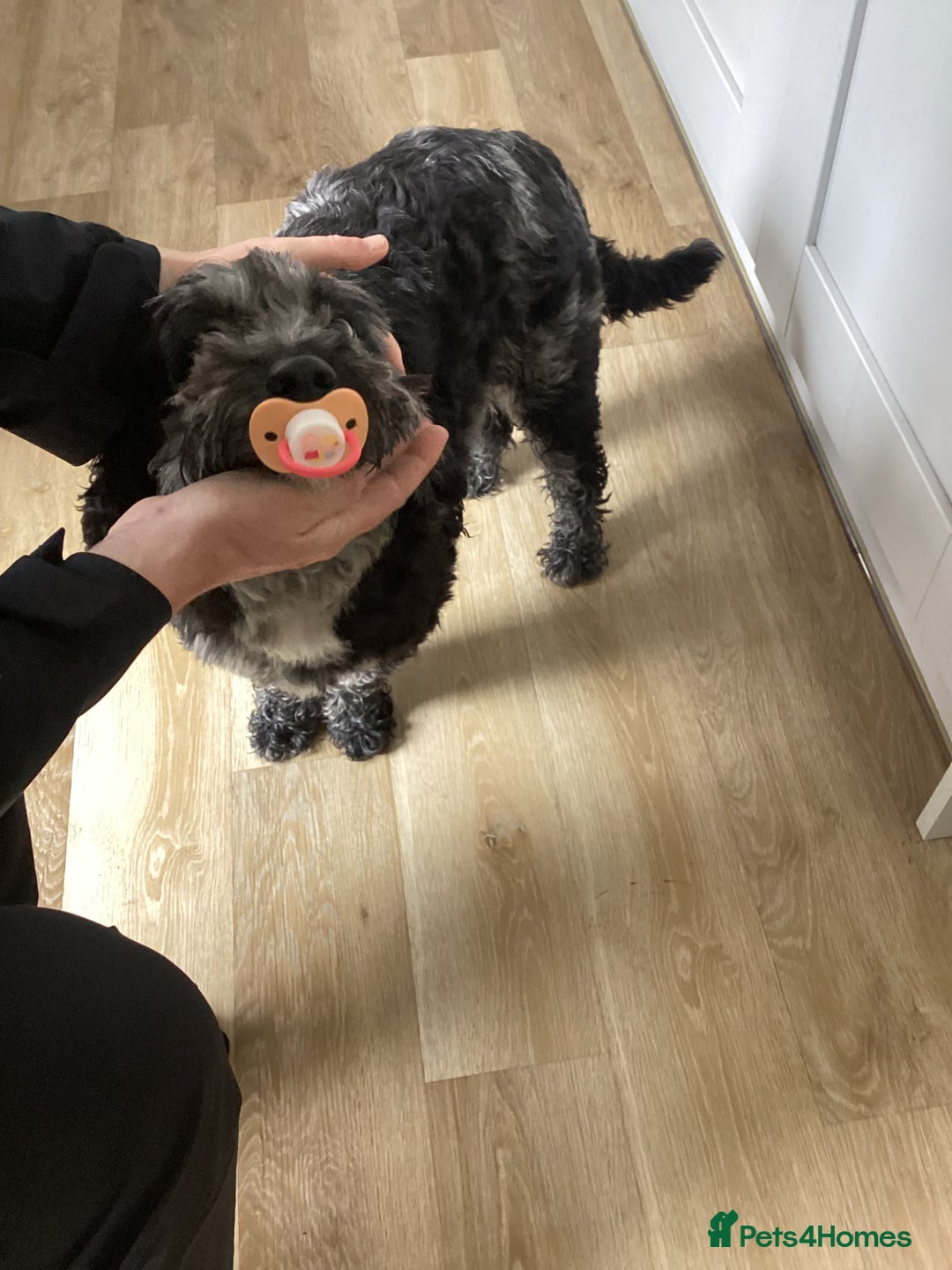Cockapoo dogs for sale: Male, cockerpoo  - Image 4