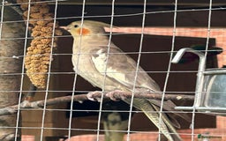 Cockatiels birds for sale: Cockatiels for sale (mixed) - Image 11