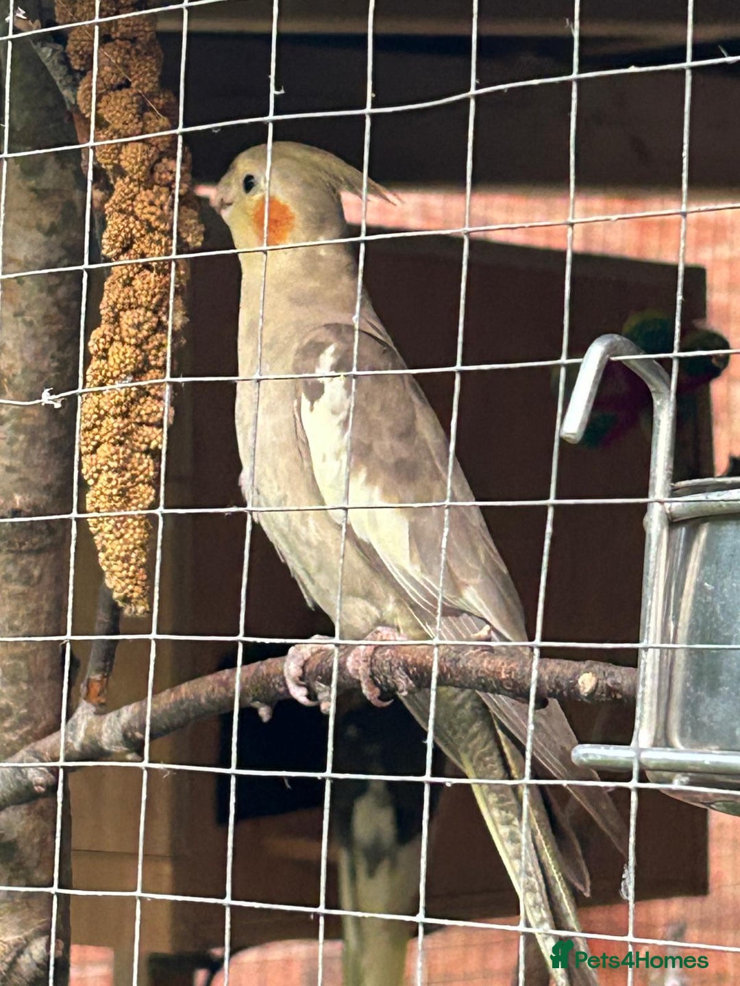 Cockatiels birds for sale: Cockatiels for sale (mixed) - Image 11
