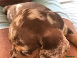 Miniature Dachshund dogs Adorable Miniature Dachshund Puppies - Advert 9